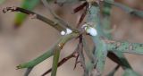 Launaea arborescens