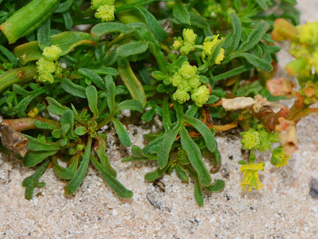 Изображение особи Reseda crystallina.