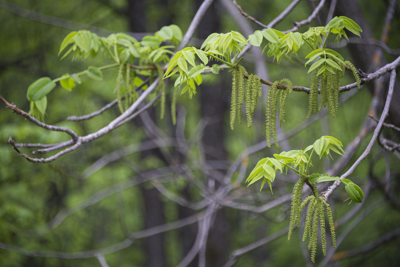 Image of Juglans mandshurica specimen.