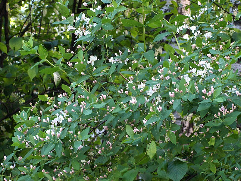 Image of Lonicera tatarica specimen.