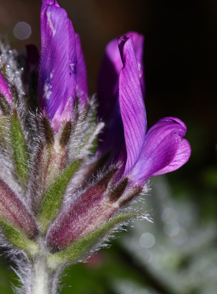 Изображение особи Oxytropis ruthenica.