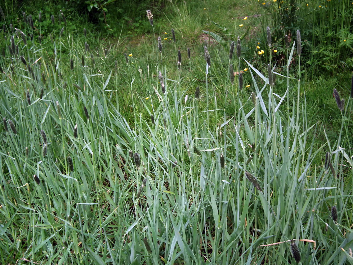 Image of Alopecurus arundinaceus specimen.