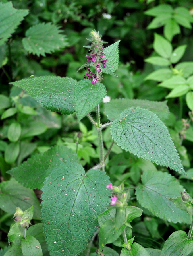 Изображение особи Stachys sylvatica.