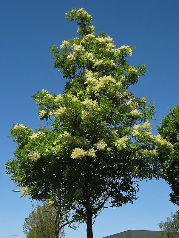 Изображение особи Fraxinus ornus.