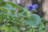 Viola epipsila. Цветок и листья. Кировская обл., г. Кирово-Чепецк, лесопарк. 14.05.2016.