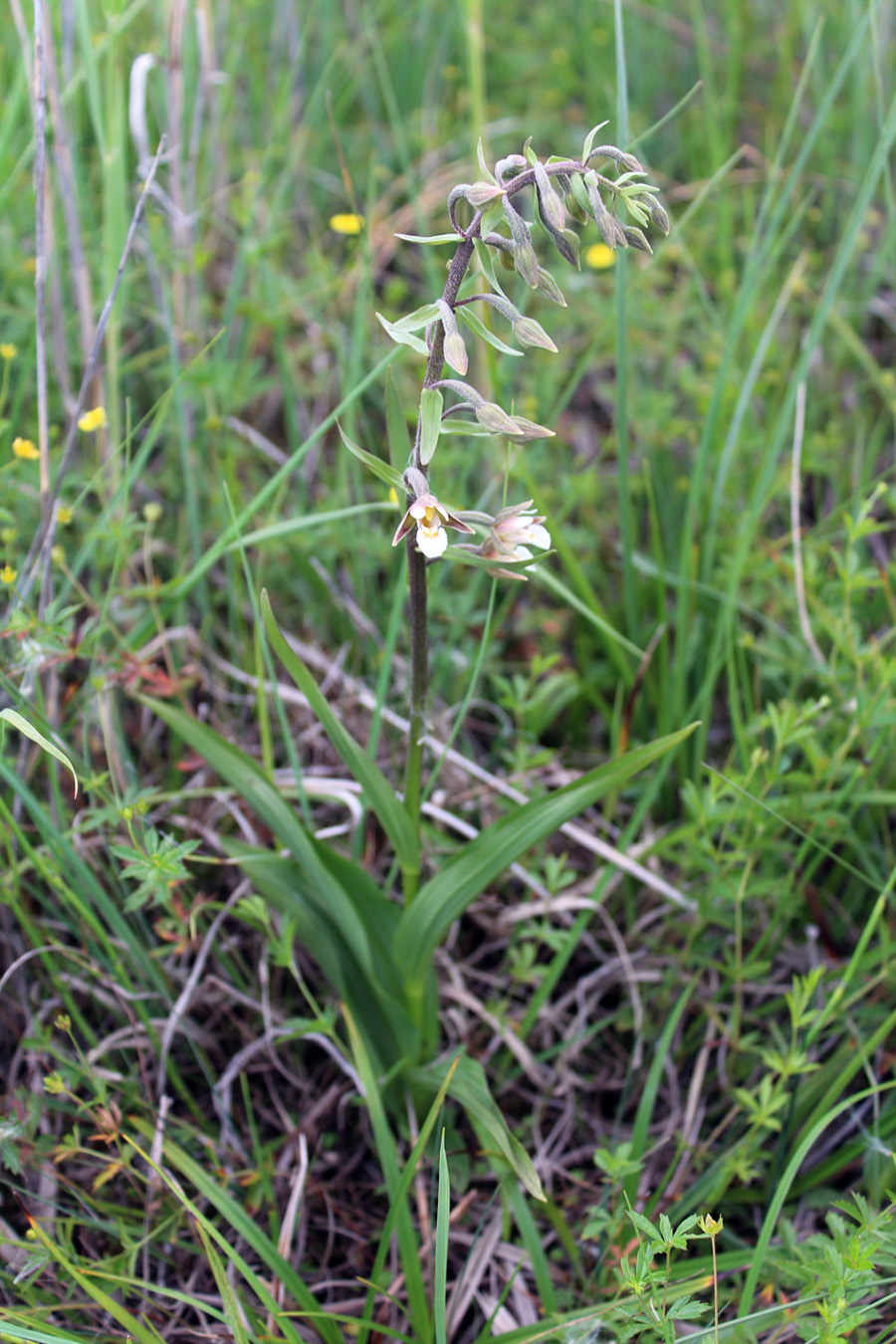 Image of Epipactis palustris specimen.