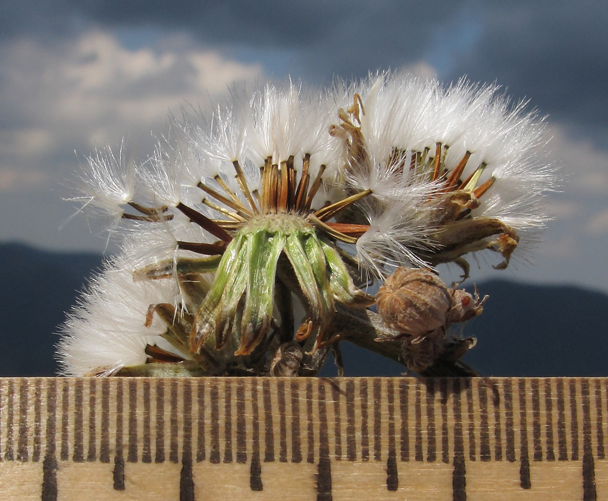 Image of Crepis pannonica specimen.