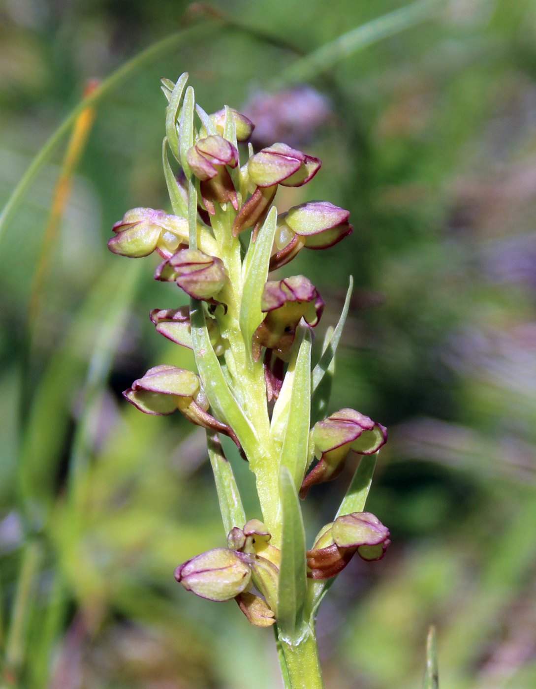 Image of Dactylorhiza viridis specimen.