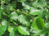 Betula pubescens. Побеги. Краснодарский край, хр. Ачишхо, ок. 1800 м н.у.м. 01.08.2016.