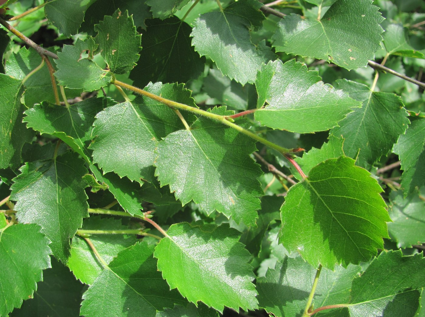 Image of Betula pubescens specimen.