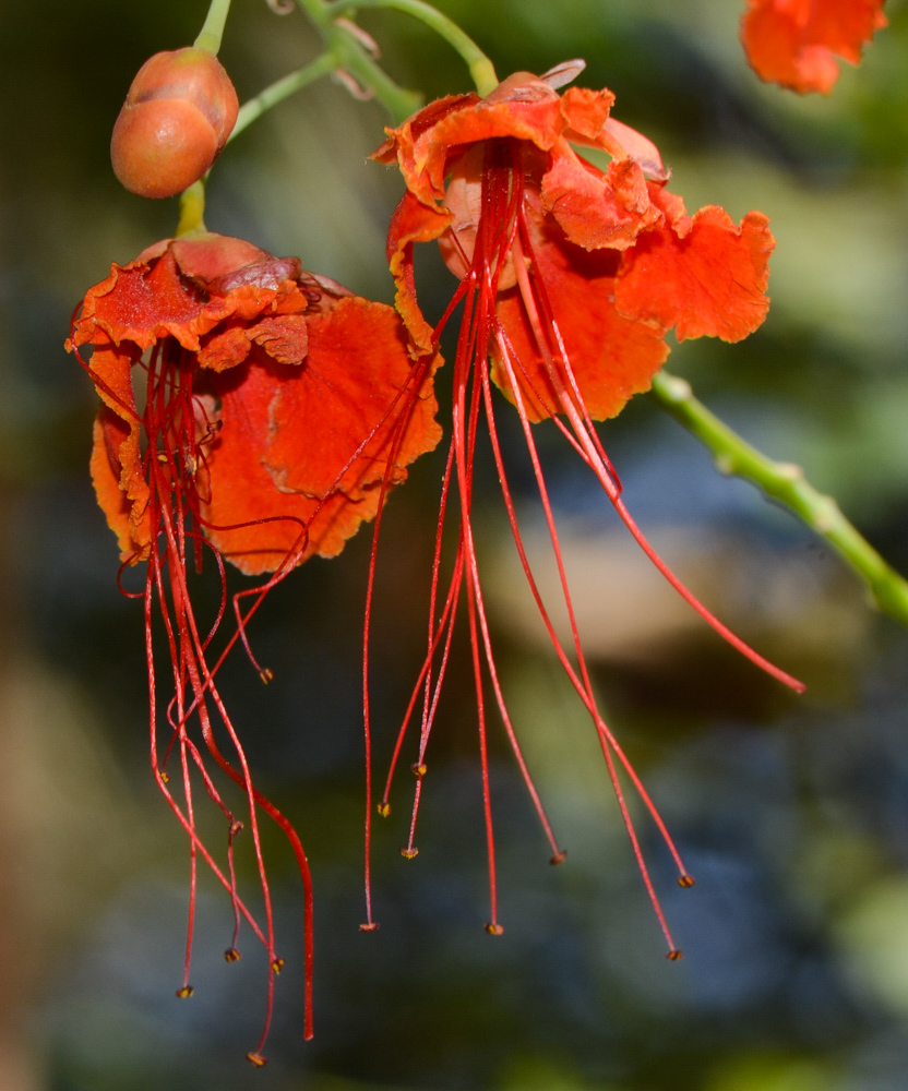 Image of Caesalpinia pulcherrima specimen.