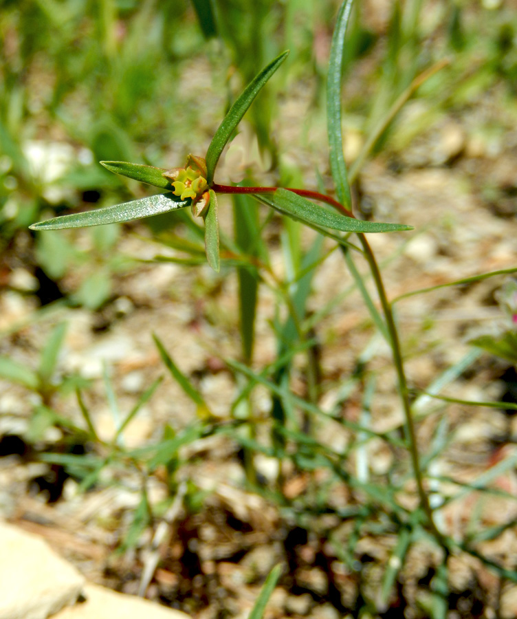 Image of Euphorbia leptocaula specimen.