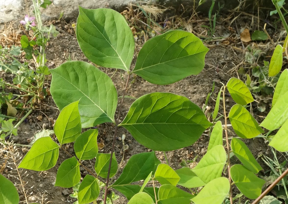 Изображение особи Gymnocladus dioicus.