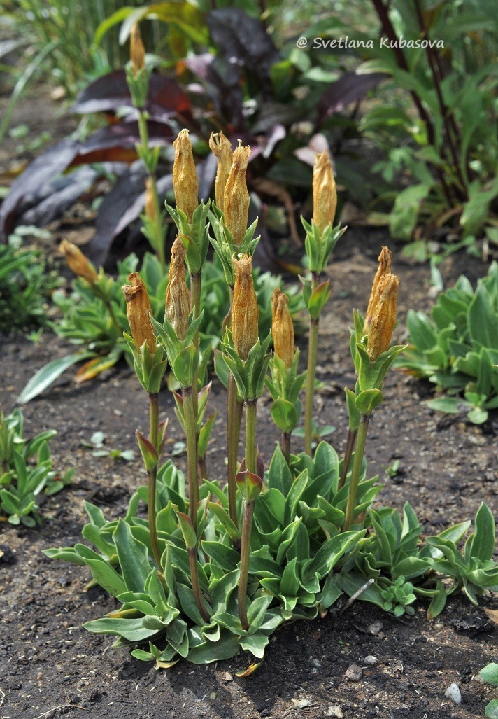 Image of Gentiana dinarica specimen.