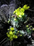 Draba cuspidata