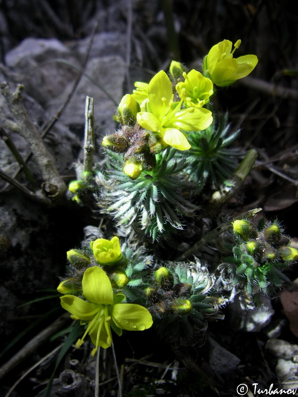Image of Draba cuspidata specimen.