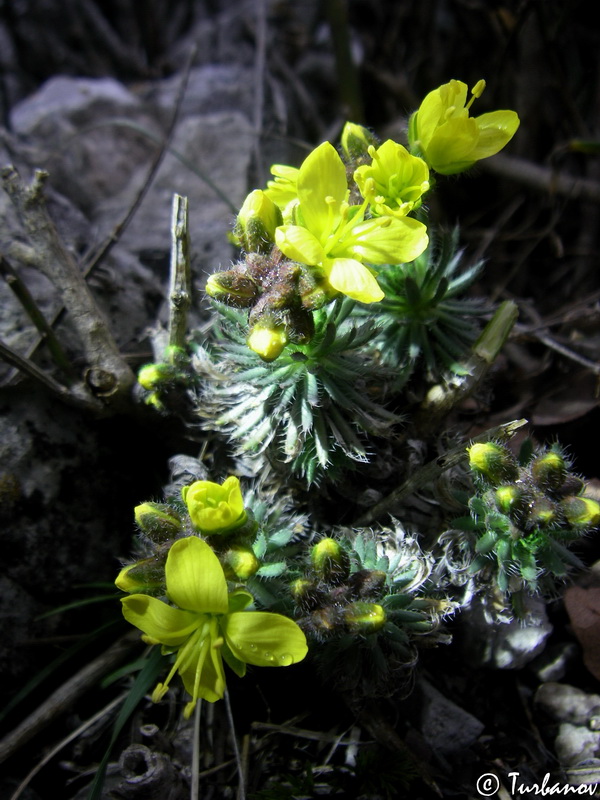 Image of Draba cuspidata specimen.