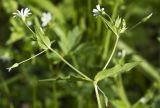 Stellaria nemorum. Верхушка веточки с цветками и бутонами. Тверская обл., Кимрский р-н, окр. дер. Ларцево, лес. 01.06.2016.