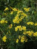 Senecio argunensis. Верхушка цветущего растения с кормящимися журчалками (Eristalis). Приморье, окр. г. Находка, разнотравный луг. 12.09.2016.
