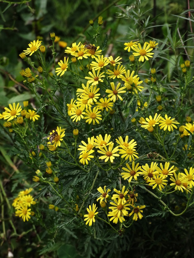 Image of Senecio argunensis specimen.