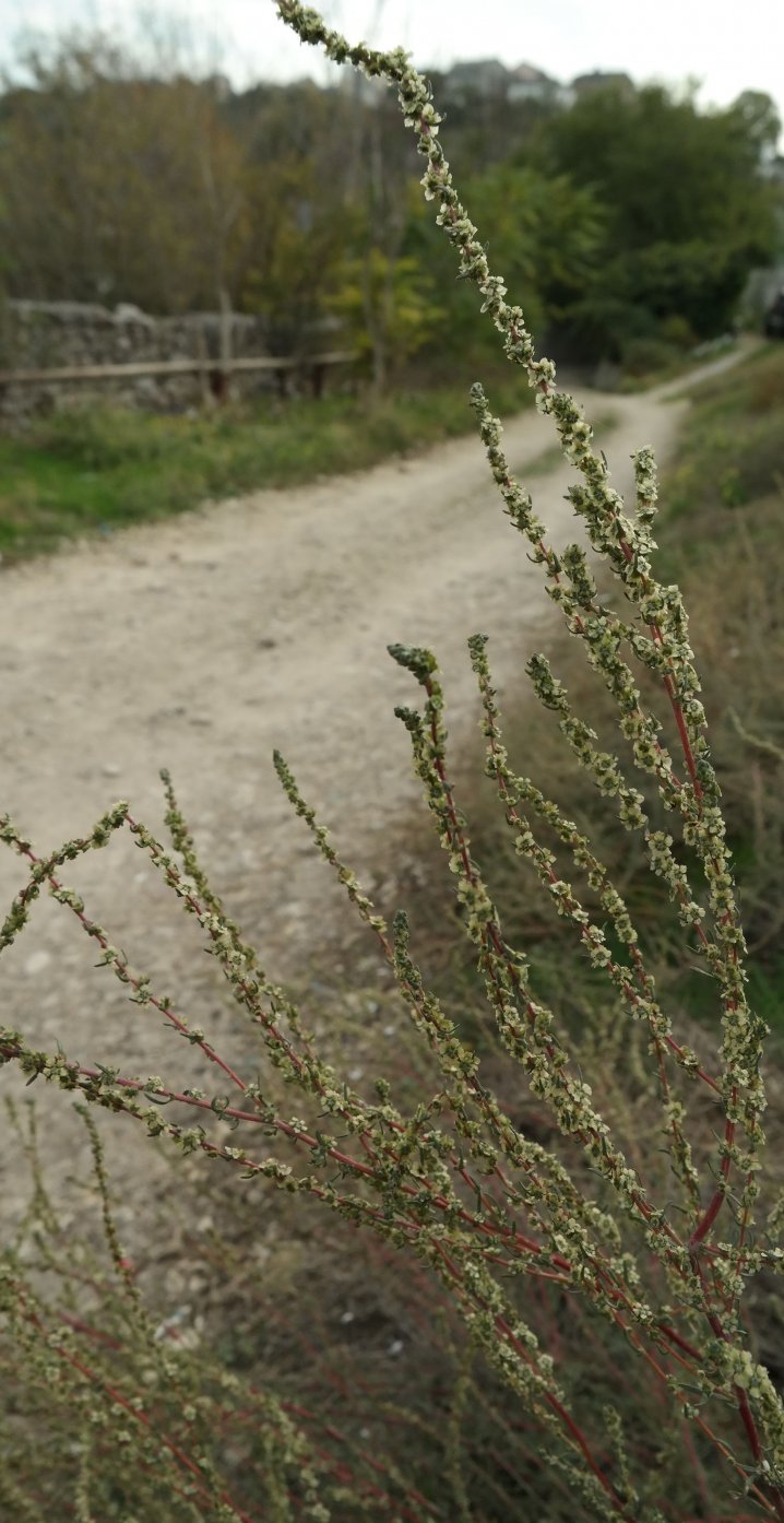 Image of Bassia prostrata specimen.