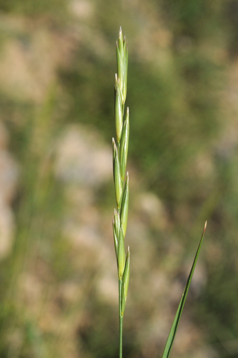 Image of Leymus aemulans specimen.