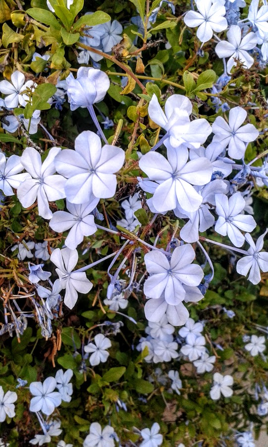 Изображение особи Plumbago auriculata.