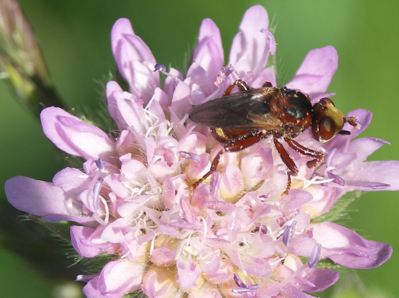 Изображение особи Knautia arvensis.