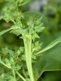 Atriplex kuzenevae. Часть побега с плодами. Мурманская обл., окр. пос. Дальние Зеленцы, Дальнезеленецкая губа, Дальний Пляж, близ устья Дальнезеленецкого ручья, валунная супралитораль. 29.07.2016.