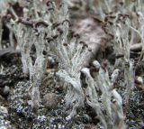 Cladonia cariosa. Талломы с апотециями. Архангельская обл., Приморский р-н, около Мудьюгских озер, зарастающий участок супесчаного грунта рядом с дорогой. 10.08.2014.