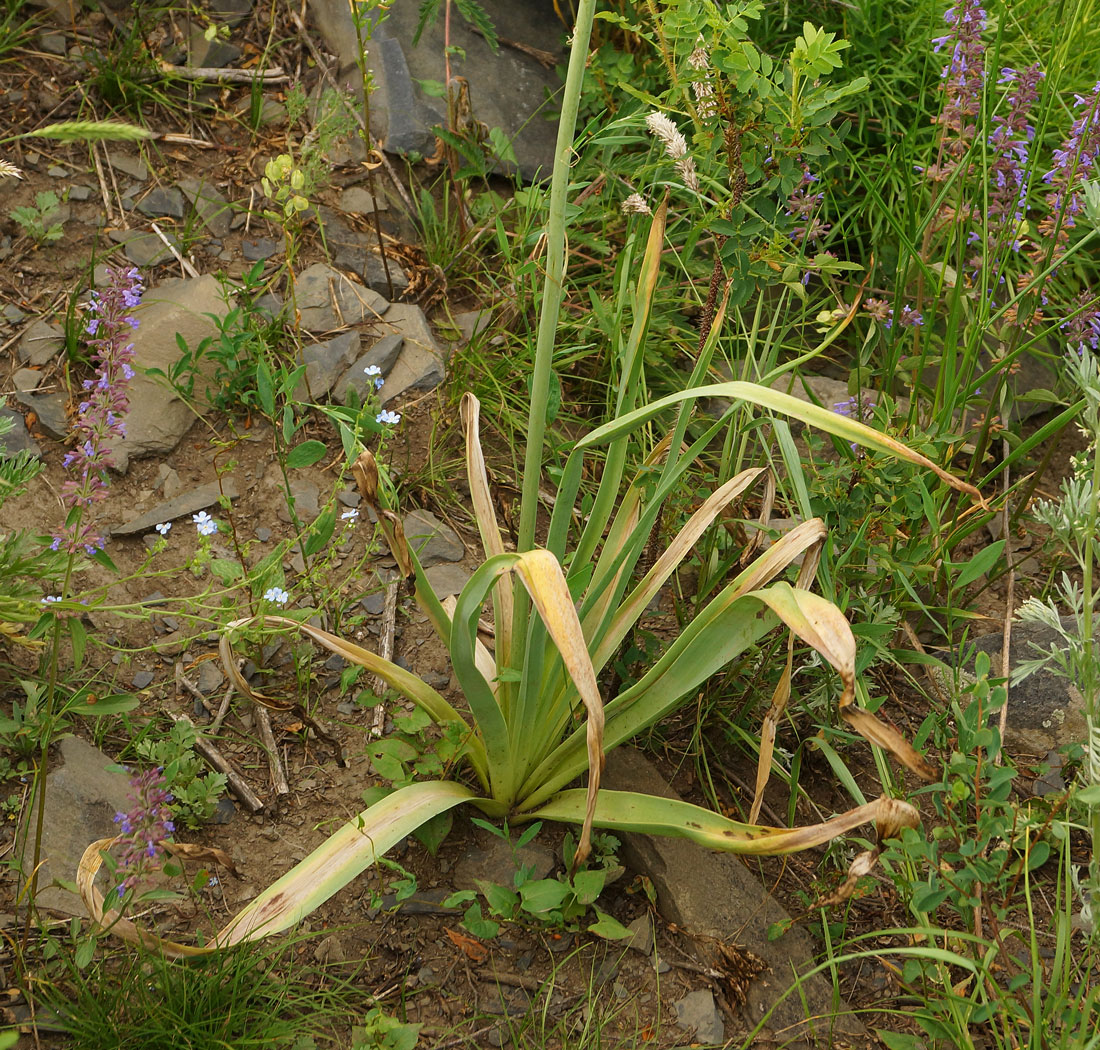 Изображение особи Eremurus altaicus.