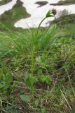 Valeriana alpestris