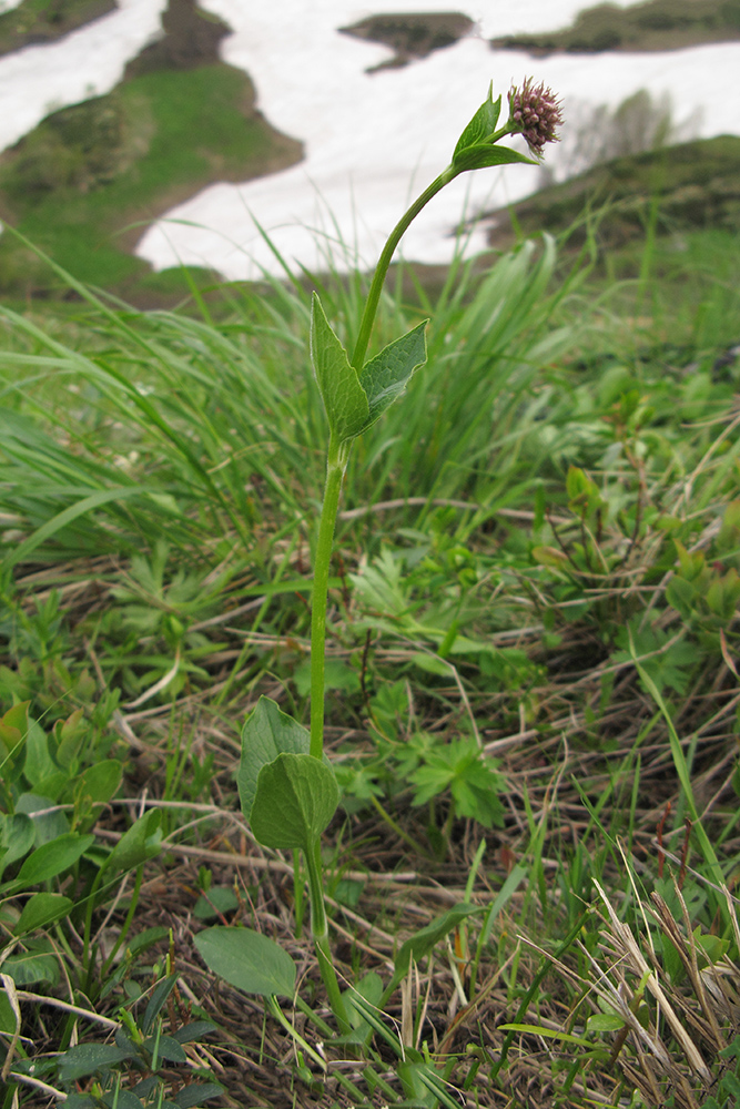 Изображение особи Valeriana alpestris.