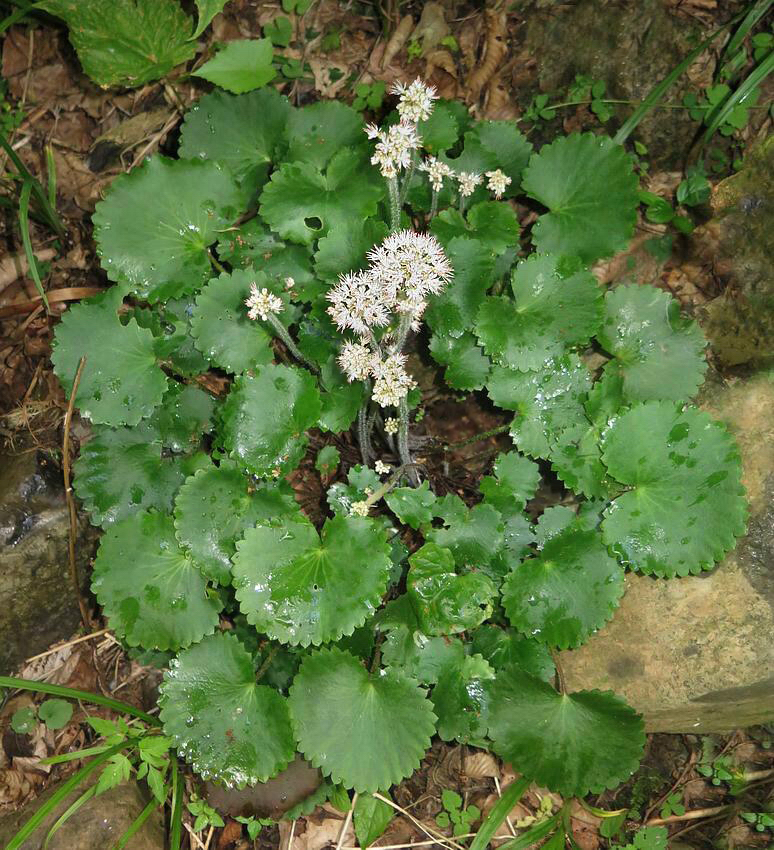 Image of Micranthes manchuriensis specimen.