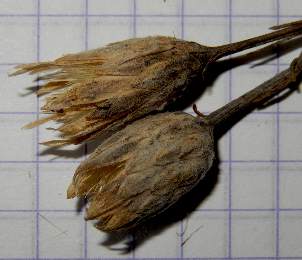 Изображение особи Jurinea stoechadifolia.
