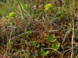 Ranunculus lapponicus