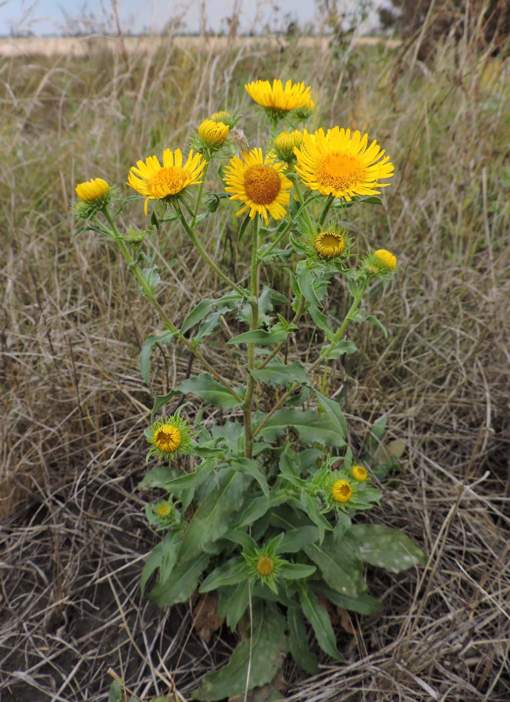 Изображение особи Inula britannica.