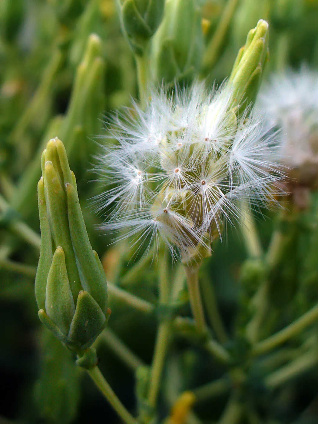 Image of Lactuca sativa specimen.