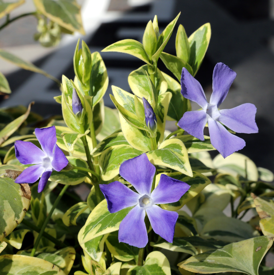 Изображение особи Vinca major.