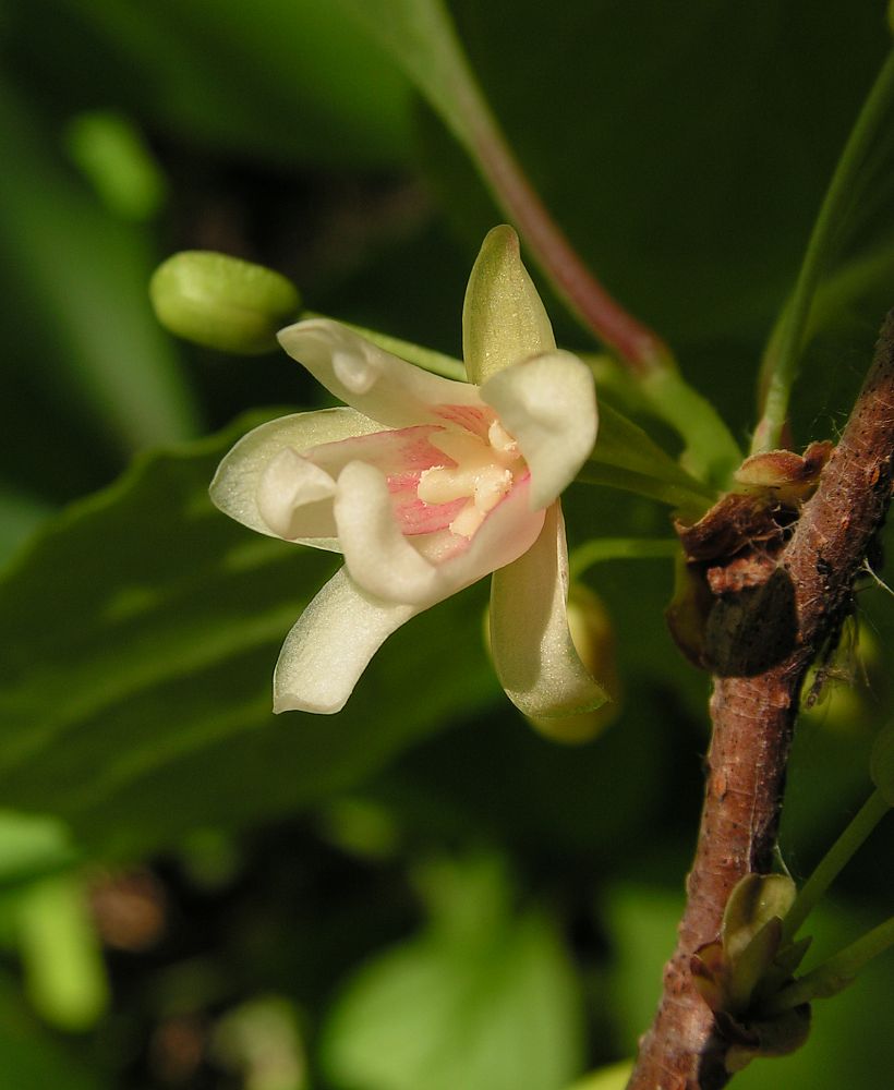 Изображение особи Schisandra chinensis.