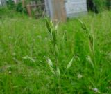 Bromus hordeaceus