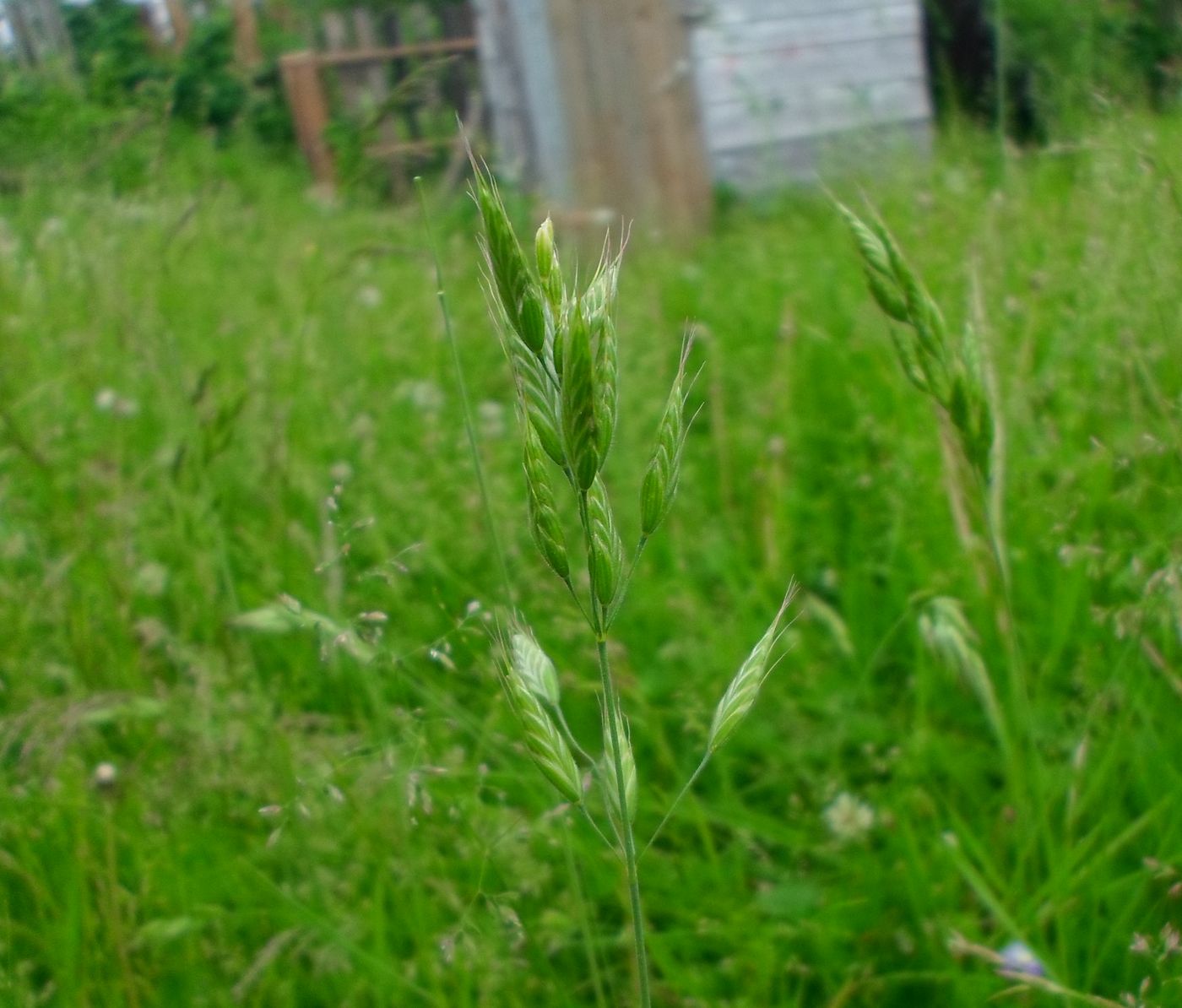 Изображение особи Bromus hordeaceus.