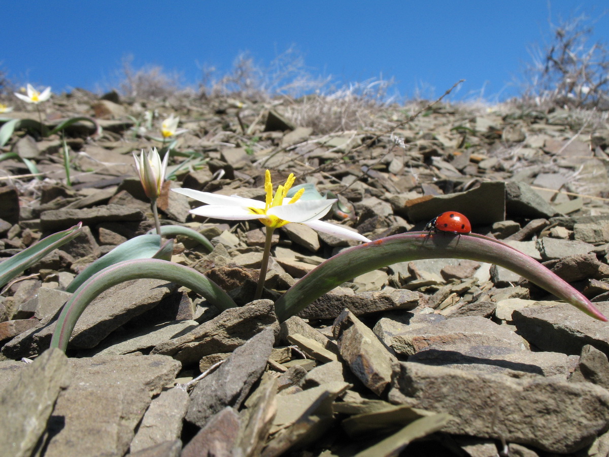 Image of Tulipa orthopoda specimen.