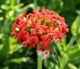 Lychnis chalcedonica