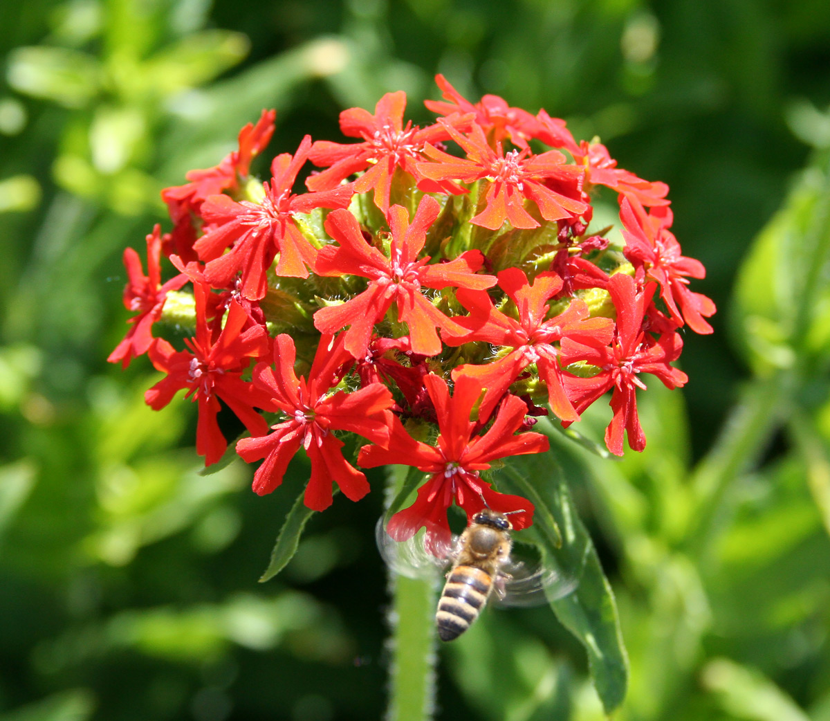 Изображение особи Lychnis chalcedonica.