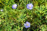 Linum austriacum. Верхушка цветущего растения. Украина, Донецкая обл., окр. Святогорска, луг. 08.06.2011.