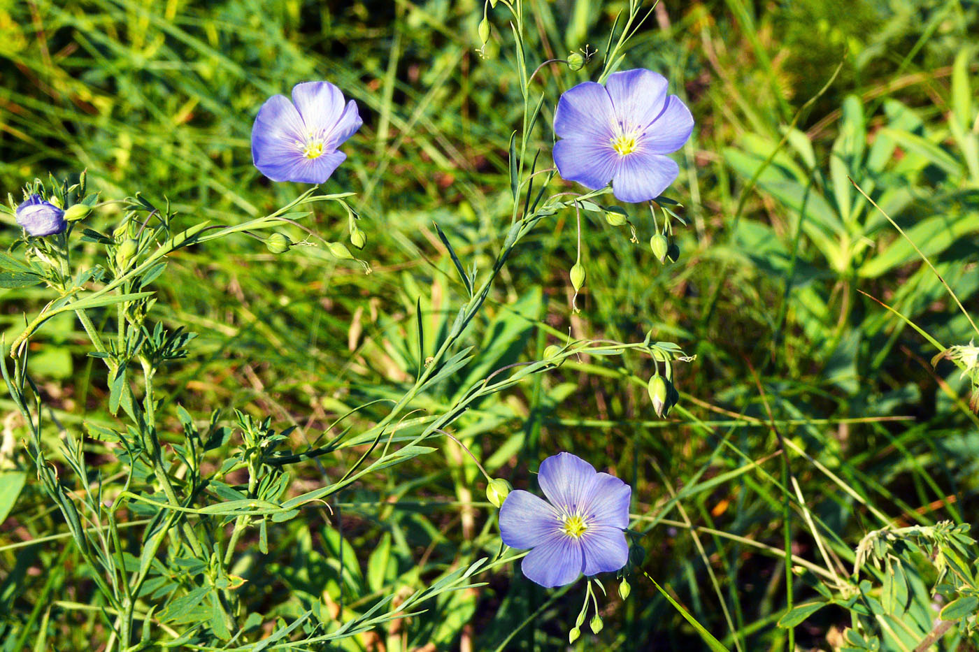 Изображение особи Linum austriacum.