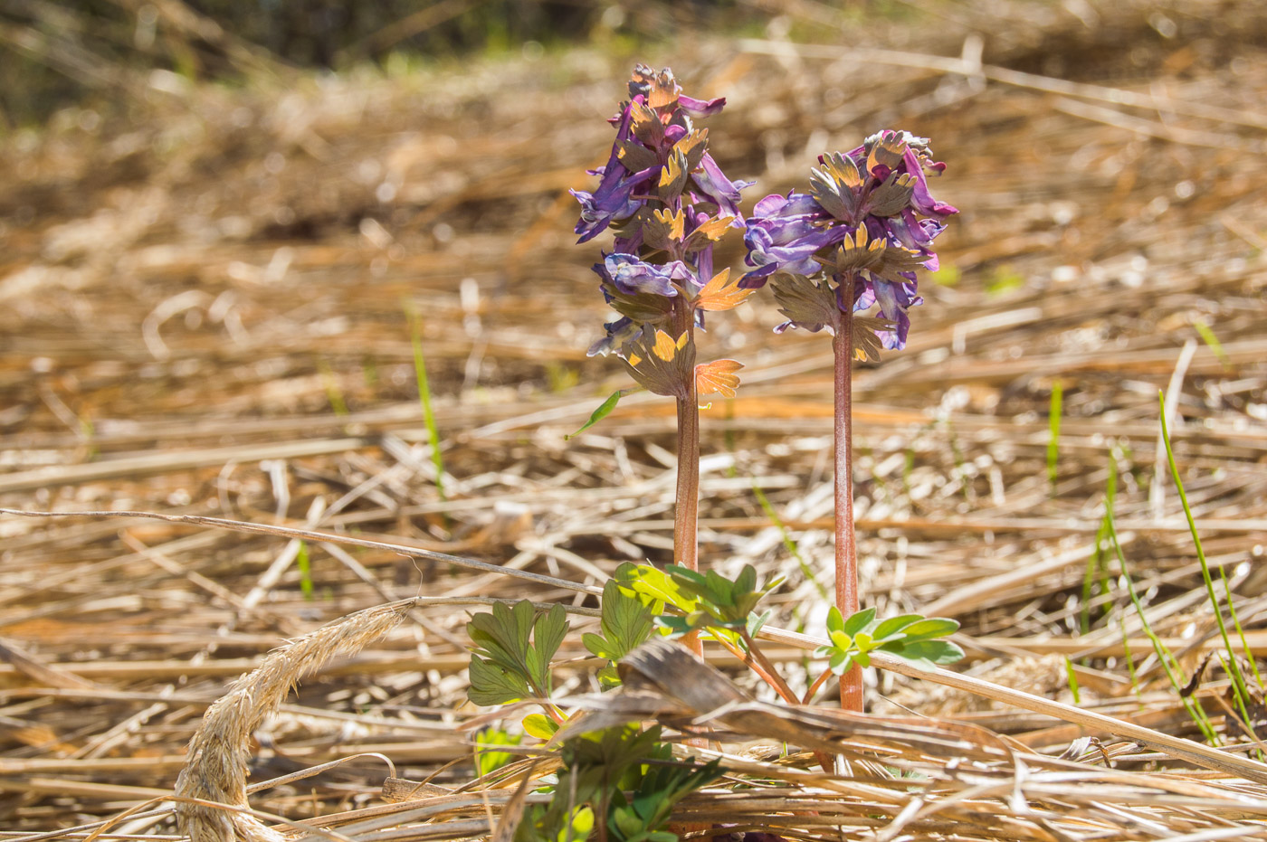 Image of Corydalis solida specimen.