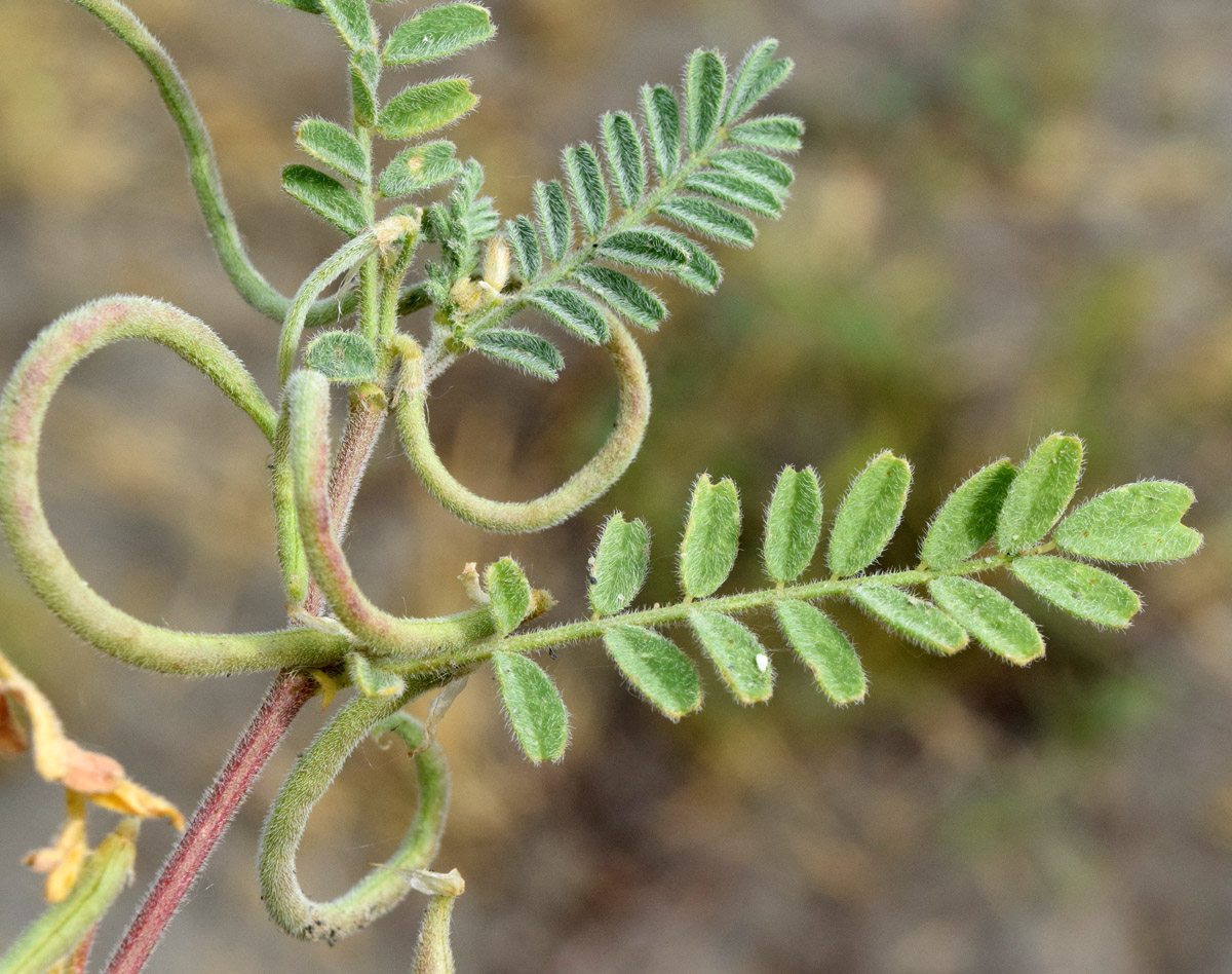 Image of Astragalus ophiocarpus specimen.