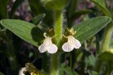 Ajuga laxmannii